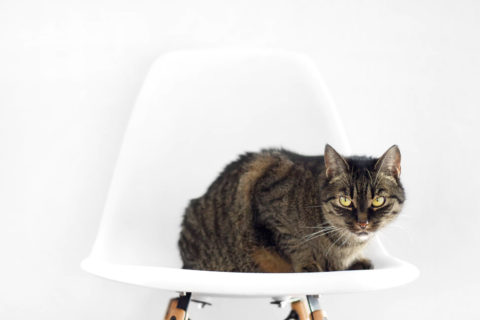 Tabby Cat on a Chair